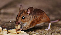 24 Hour & Emergency Exterminators in Waitsburg, WA